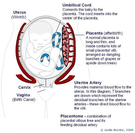 placenta diagram