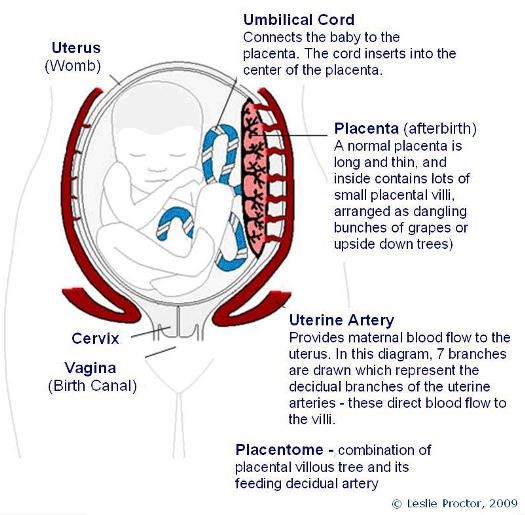 role of placenta during pregnancy essay